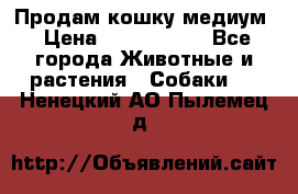 Продам кошку медиум › Цена ­ 6 000 000 - Все города Животные и растения » Собаки   . Ненецкий АО,Пылемец д.